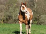 Copper - Poulain paint horse baydun  homozygote tobiano