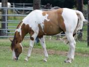 Copper - Poulain paint horse baydun  homozygote tobiano