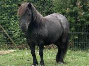 ponette shetland 