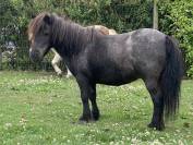 ponette shetland 