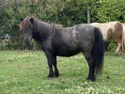 ponette shetland 