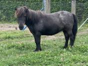 ponette shetland 