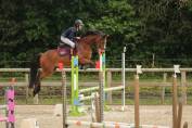 hongre de 5 ans SF par Hollister du Plantey 