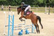 hongre de 5 ans SF par Hollister du Plantey 