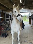 Cheval &agrave; vendre 