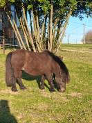 Ponette OC 4 ans