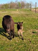 Ponette OC 4 ans