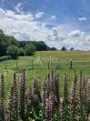 Other country property  Landes