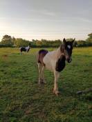 Ponette onc