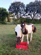 Ponette onc
