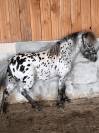 &Eacute;talon miniature Appaloosa l&eacute;opard 