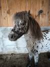 &Eacute;talon miniature Appaloosa l&eacute;opard 