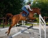Cheval &agrave; vendre