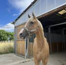 &Agrave; vendre QUARTER - OC palomino