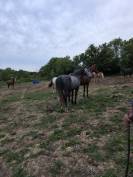 Jeune cheval de 5 ans hongre oc 