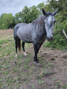 Jeune cheval de 5 ans hongre oc 