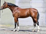 Hongre 6 ans Grandorado Tn x Almox prints x Bamboula 