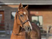 Ponette PFS 5 ans - SPORT