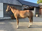 Ponette PFS 5 ans - SPORT