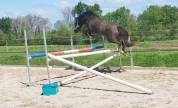 Exceptionnel &eacute;talon New-Forest de 6 ans 