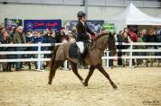 Exceptionnel &eacute;talon New-Forest de 6 ans 