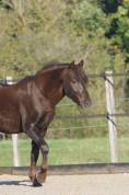 Exceptionnel &eacute;talon New-Forest de 6 ans 