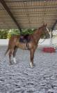 Hongre SF 3 ans mont&eacute; 