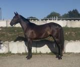 Hongre zangersheide 3 ans mont&eacute; 