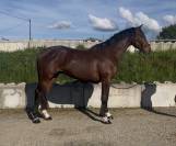 Hongre 3 ans mont&eacute; 