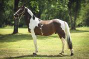 Poney D pp rbp &eacute;talon 1m42 3 ans