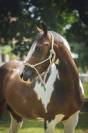 Poney D pp rbp &eacute;talon 1m42 3 ans