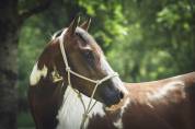 Poney D pp rbp &eacute;talon 1m42 3 ans