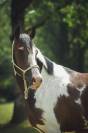 Poney D pp rbp &eacute;talon 1m42 3 ans