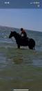 Cheval pour enfants ou amateur
