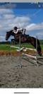 Cheval pour enfants ou amateur