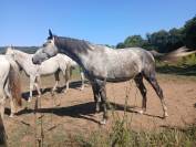 Cheval pour compagnie - Tr&egrave;s gentil - Royal Feu - 5 ans