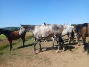 Cheval pour compagnie - Tr&egrave;s gentil - Royal Feu - 5 ans