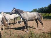 Cheval pour compagnie - Tr&egrave;s gentil - Royal Feu - 5 ans