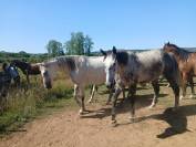 Cheval pour compagnie - Tr&egrave;s gentil - Royal Feu - 5 ans