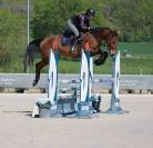 Hongre SF - 5 ans