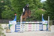 Hongre SF - 5 ans
