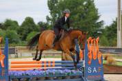 Hongre SF - 5 ans