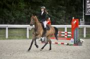 Hongre SF - 5 ans