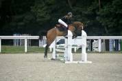 Hongre SF - 5 ans
