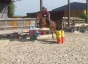 Super ponette D pour CSO