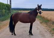 Super ponette D pour CSO