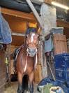 Super ponette D pour CSO