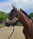 Super ponette D pour CSO