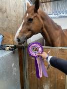 Gelding BWP Belgian Warmblood For sale 2011 Chesnut