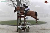 Gelding BWP Belgian Warmblood For sale 2011 Chesnut